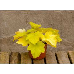 Żurawka 'Electric Lime' - Heuchera Electric Lime